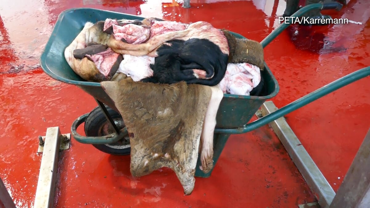 https://devinvestigaciones.petalatino.com/wp-content/uploads/2020/03/SKN-Cow-Skins-German-Manfred-Leather-Investigation-COI-Leder-Tiertransporte-22-c-Karremann-PETA-D.jpg