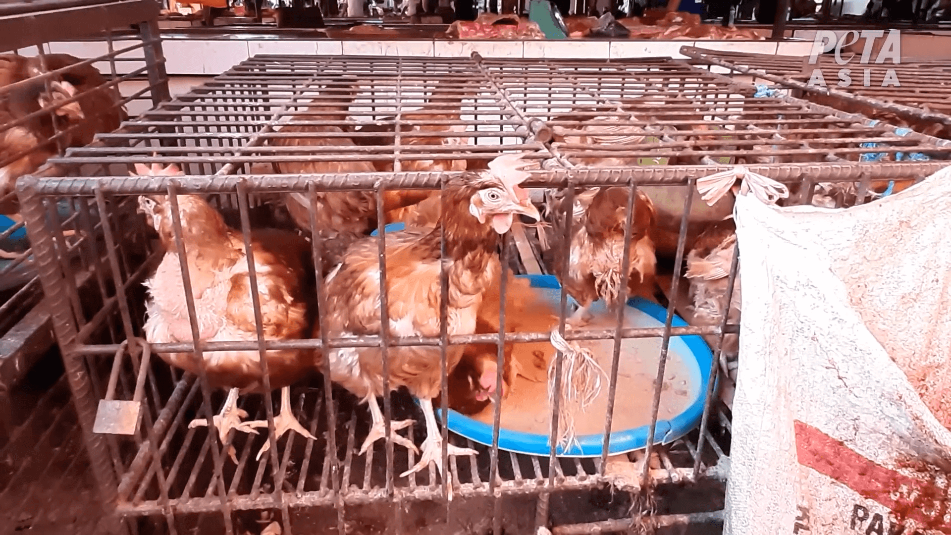 https://devinvestigaciones.petalatino.com/wp-content/uploads/2020/04/VEG-Wet-Market-Indonesia-or-Thailand-chickens-in-cramped-dirty-cages-wet-market.png