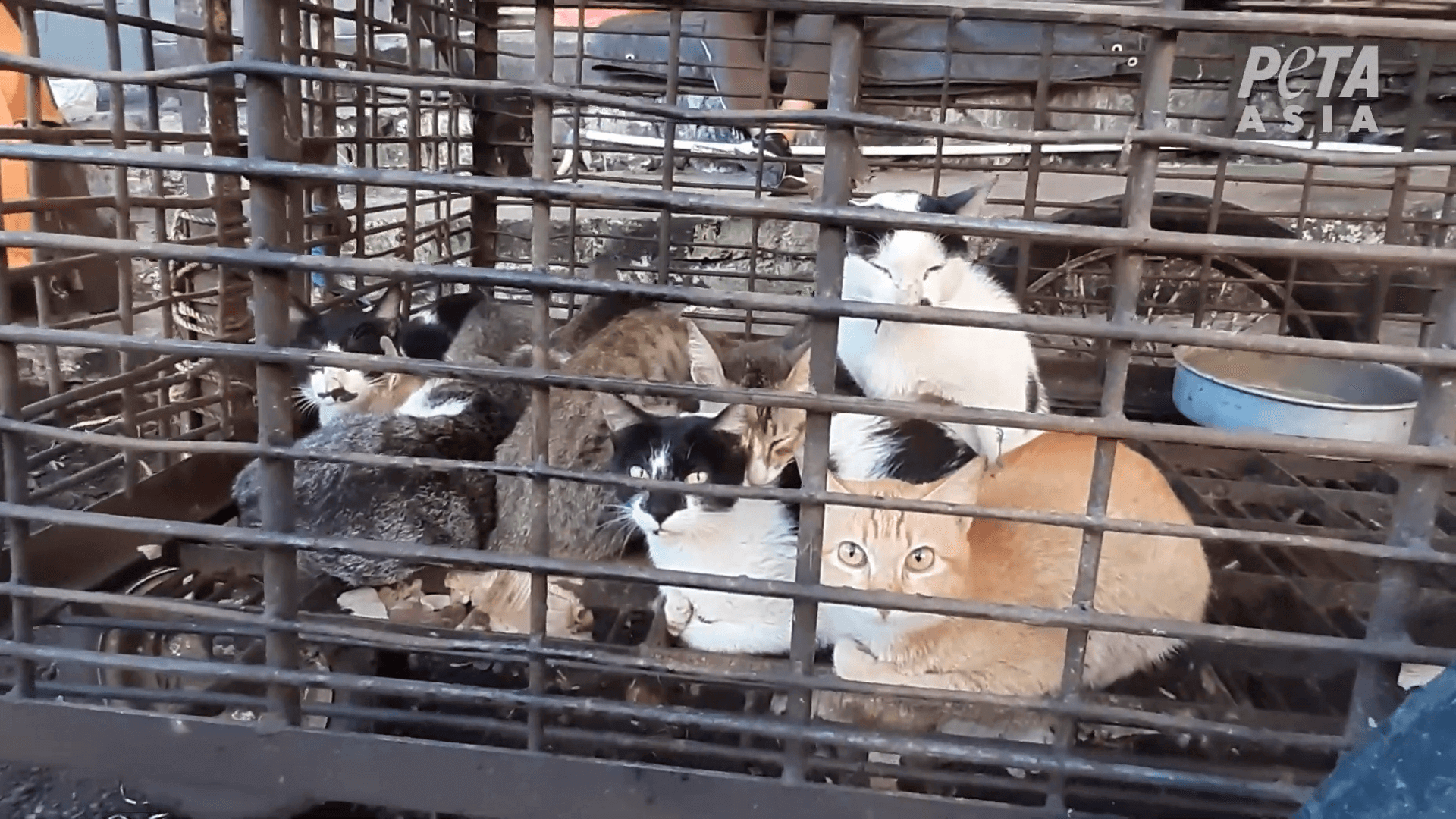 https://devinvestigaciones.petalatino.com/wp-content/uploads/2020/04/VEG-Wet-Market-Indonesia-or-Thailand-scared-cats-in-filthy-cage-wet-markets.png