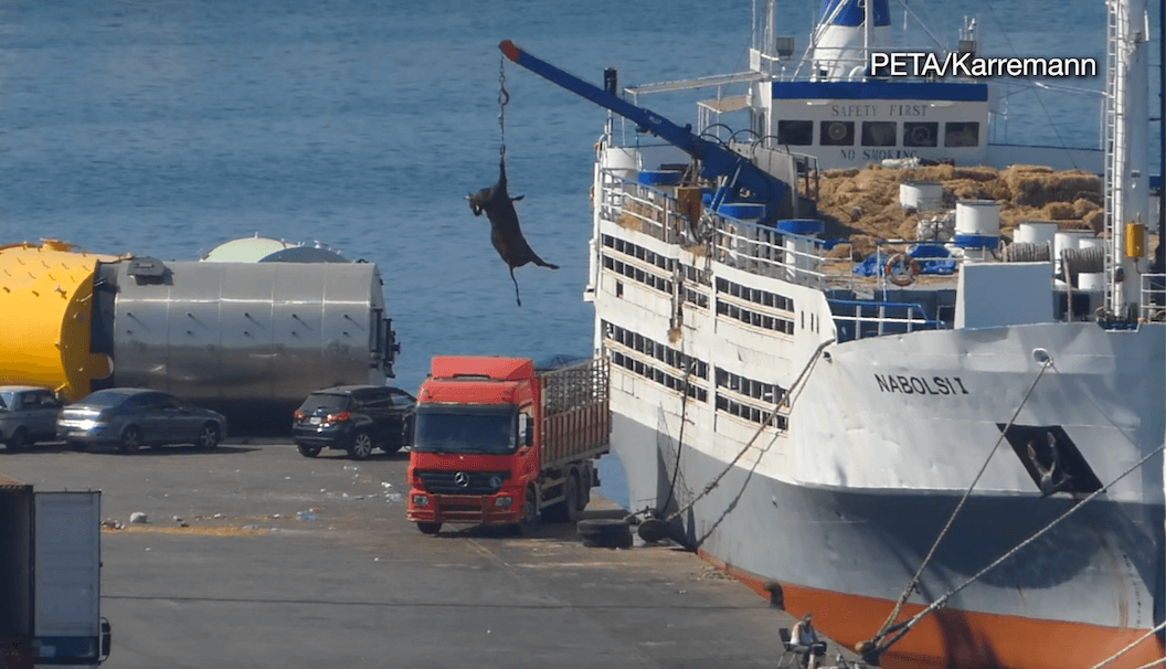 A cow hanging by one leg from a crane, attached to a ship