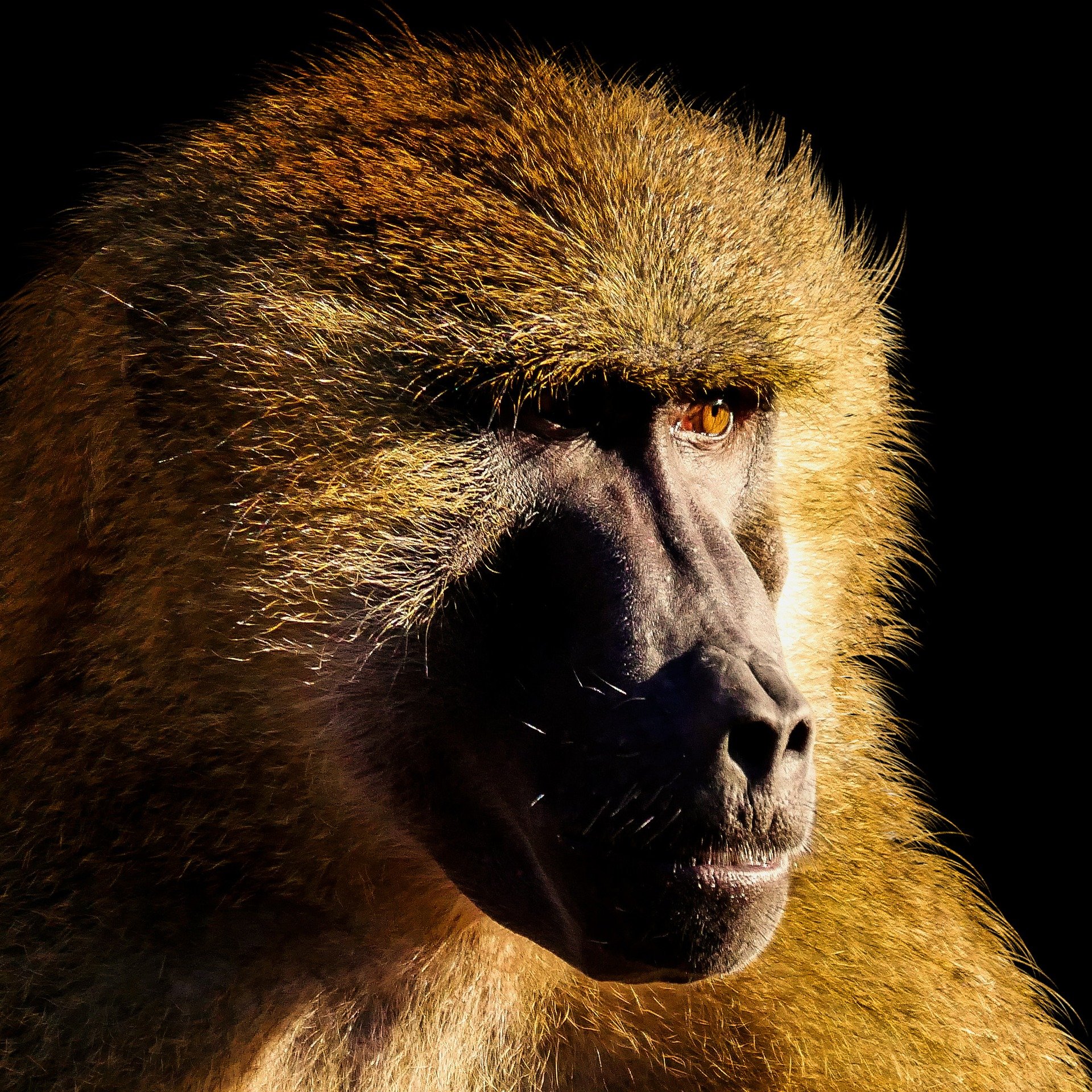 A baboon's face