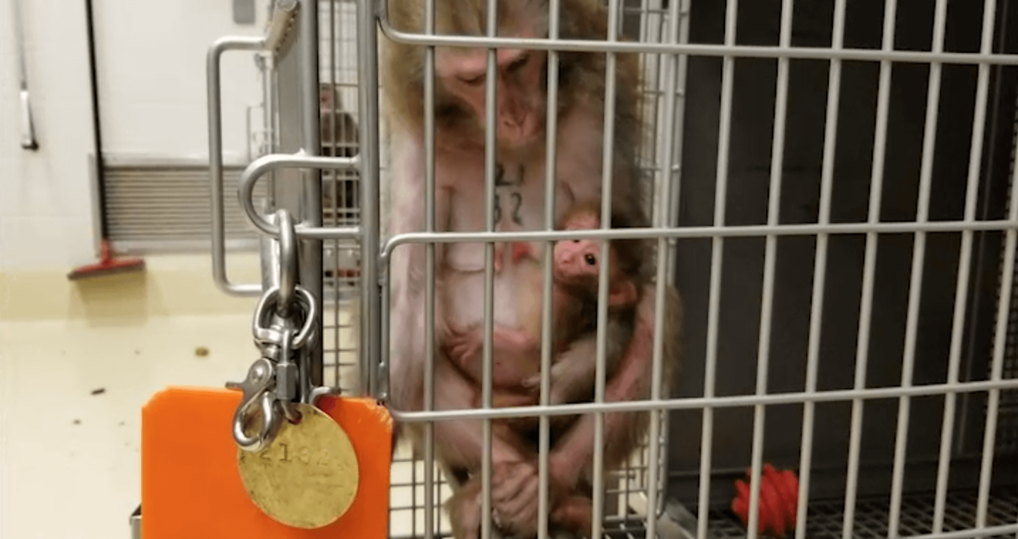 https://devinvestigaciones.petalatino.com/wp-content/uploads/2021/01/VIV-Monkeys-Primates-Baby-Mother-Infant-NPRC-Nursing-VS-2048x1085-1.png