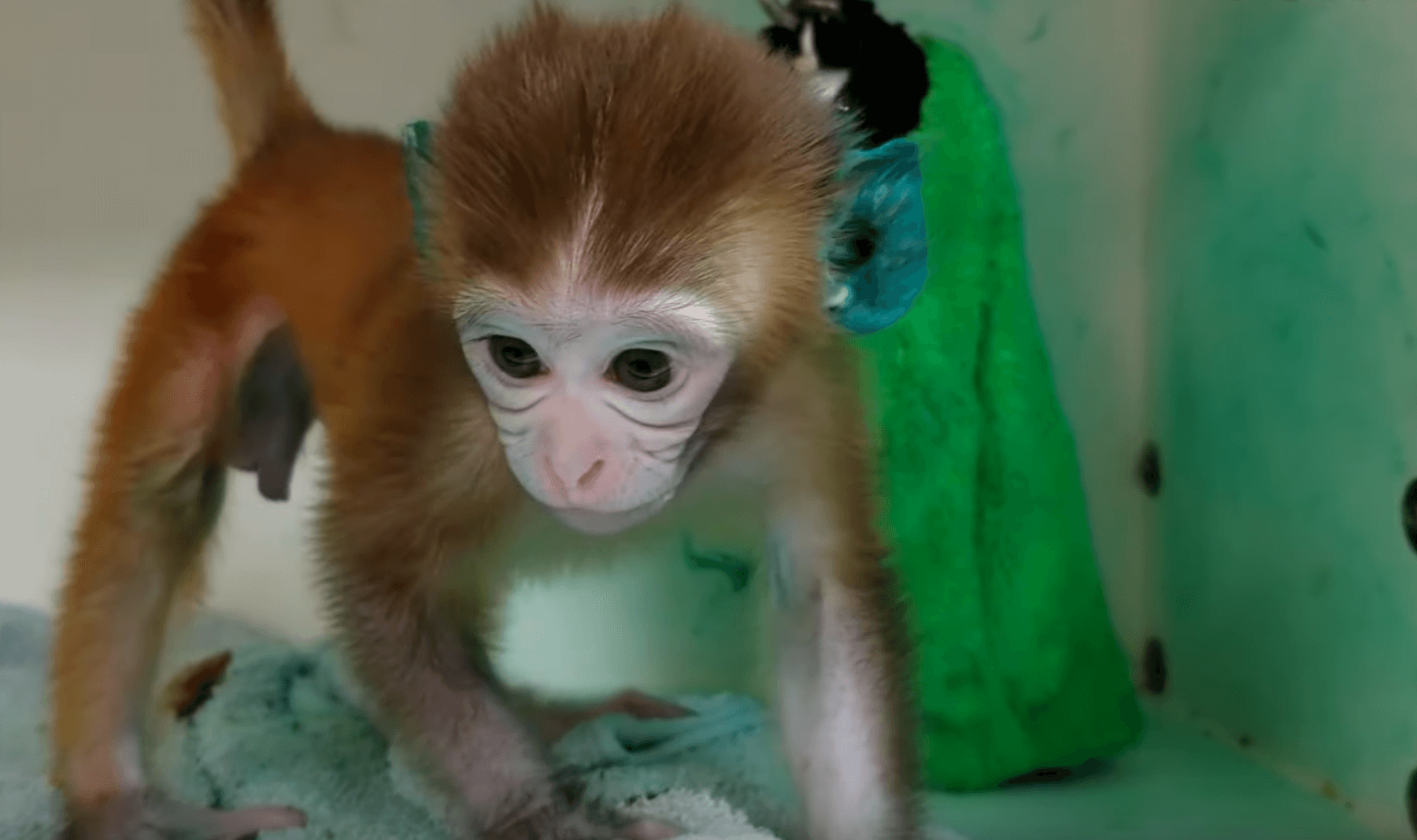 https://devinvestigaciones.petalatino.com/wp-content/uploads/2021/01/VIV-Wisconsin-National-Primate-Research-Center-WNPRC-NPRC-infant-monkey-baby-primate-tattoo-ink-ears-VS.png