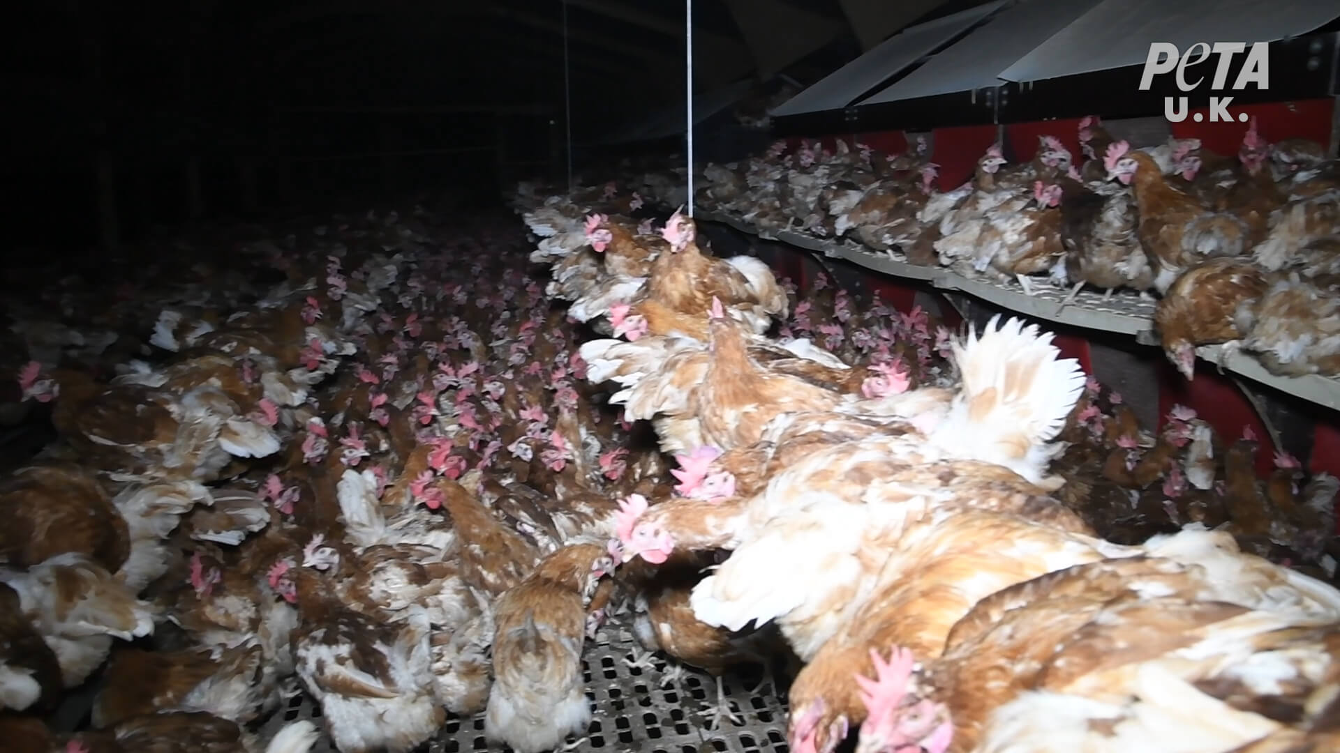 https://devinvestigaciones.petalatino.com/wp-content/uploads/2021/02/VEG-UK-Happy-Egg-Investigation-Chickens-Hens-02.jpg