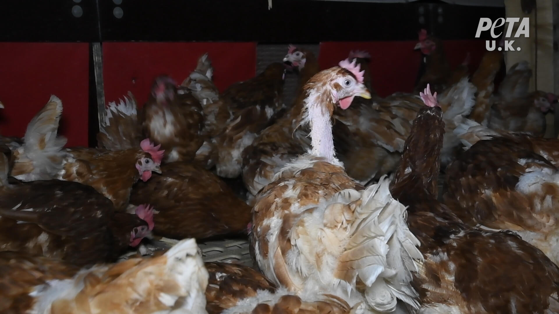 https://devinvestigaciones.petalatino.com/wp-content/uploads/2021/02/VEG-UK-Happy-Egg-Investigation-Chickens-Hens-07.jpg