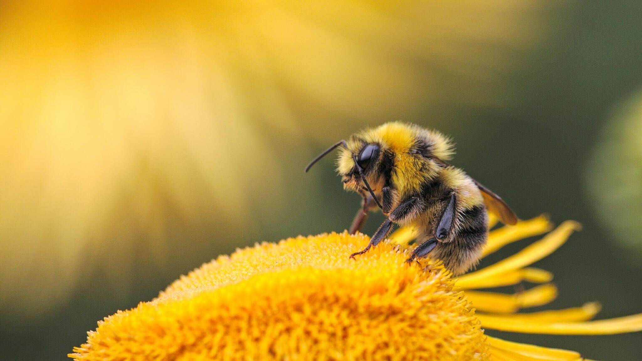 https://devinvestigaciones.petalatino.com/wp-content/uploads/2021/04/WLD-Fuzzy-Bee-Yellow-Flower-NC.jpg