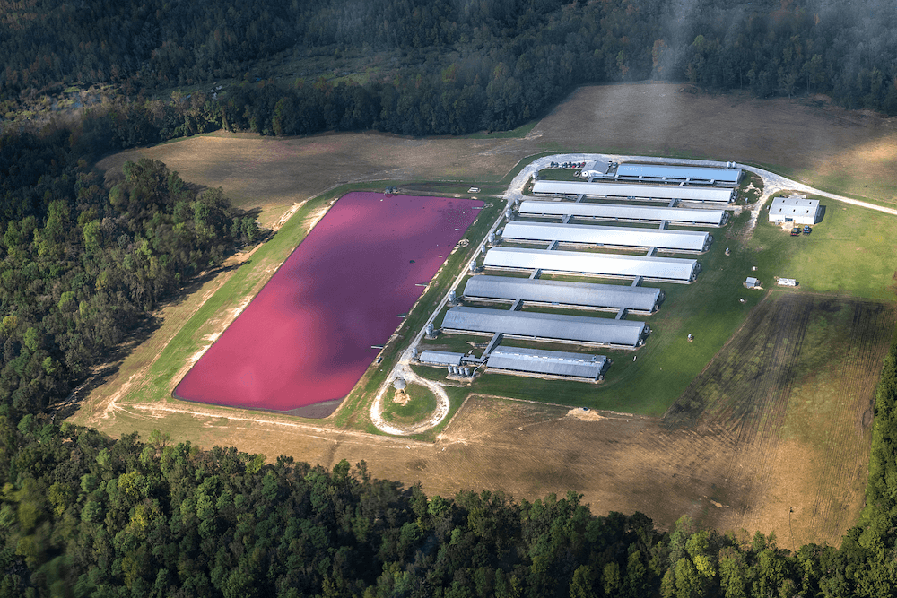 https://devinvestigaciones.petalatino.com/wp-content/uploads/2021/09/VEG-CAFO-Concentrated-Animal-Feeding-Operations-farm-pollution-flood-toxic-environment-credit-Jo-Anne-McArthur-We-Animals-Media.png