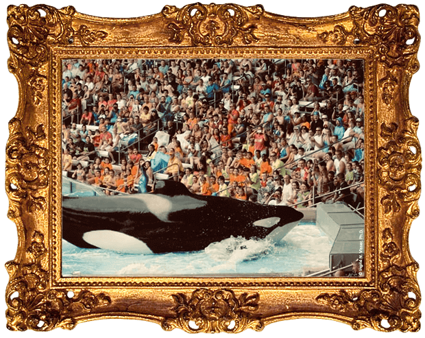 https://devinvestigaciones.petalatino.com/wp-content/uploads/2021/10/ENT-Tilikum-SeaWorld-Gold-frame-Pixabay-COI-VS.png