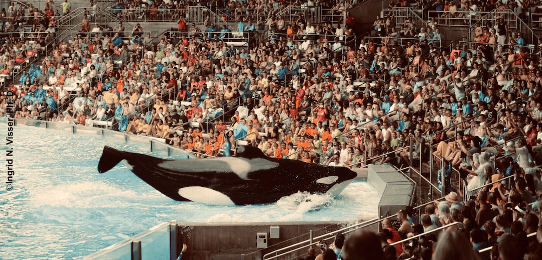 Tilikum