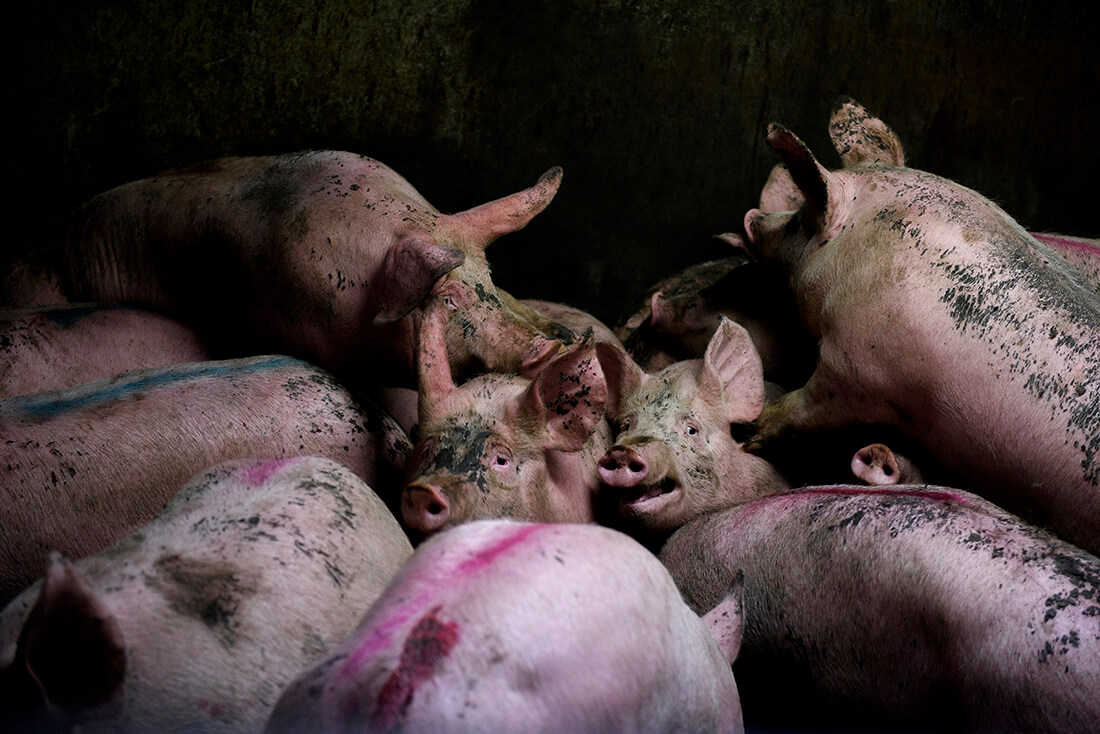 A group of pigs being held in a pre-slaughter area in a slaughterhouse in Atizapan, Mexico.