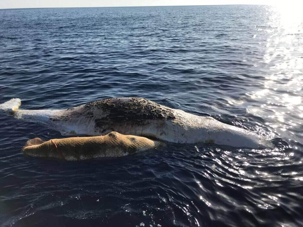 https://devinvestigaciones.petalatino.com/wp-content/uploads/2021/11/VEG-sperm-whales_NC_AS.jpg