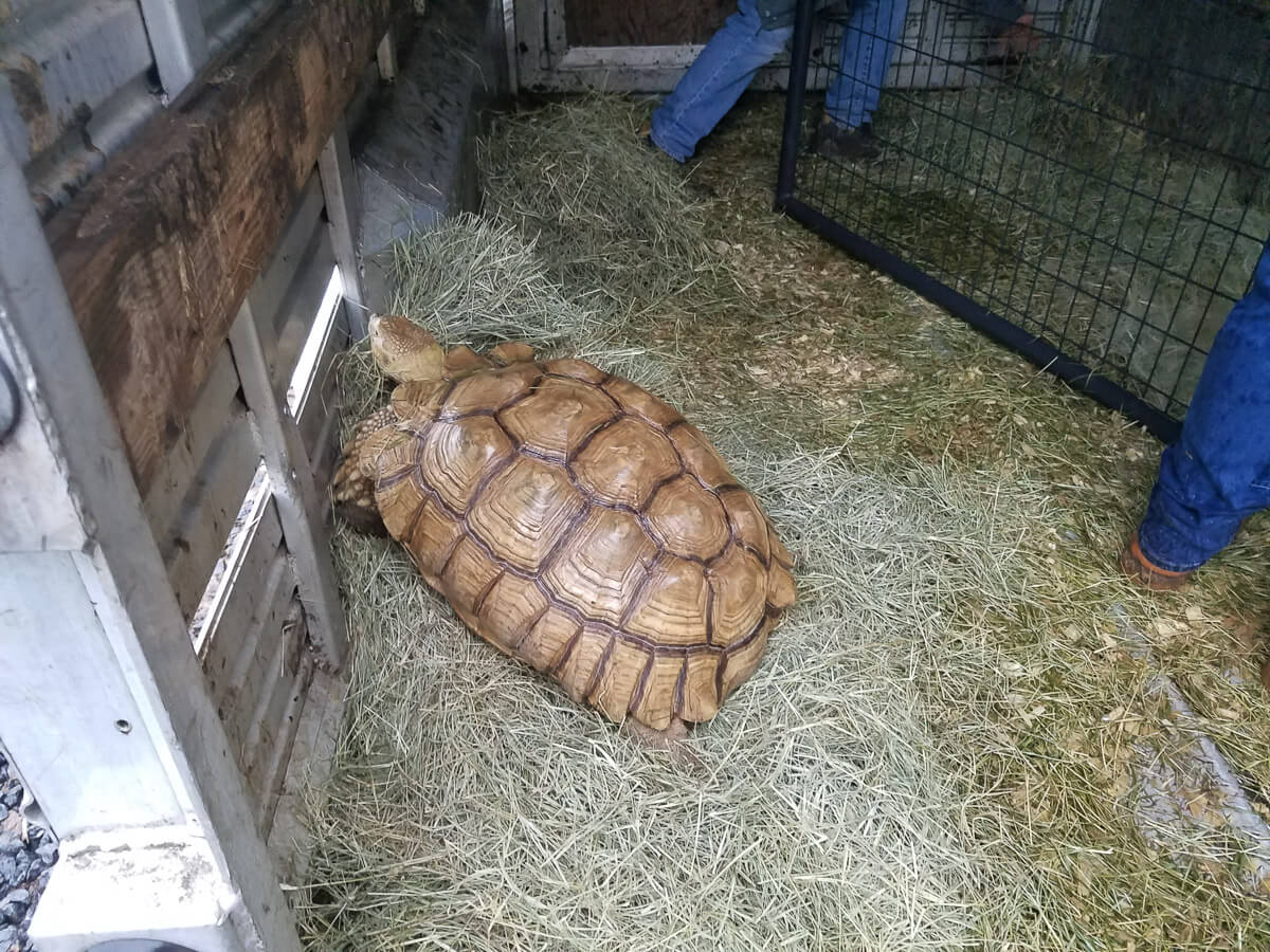 https://devinvestigaciones.petalatino.com/wp-content/uploads/2021/12/tortoise_sold_at_auction_by_hollywild_animal_park.jpg