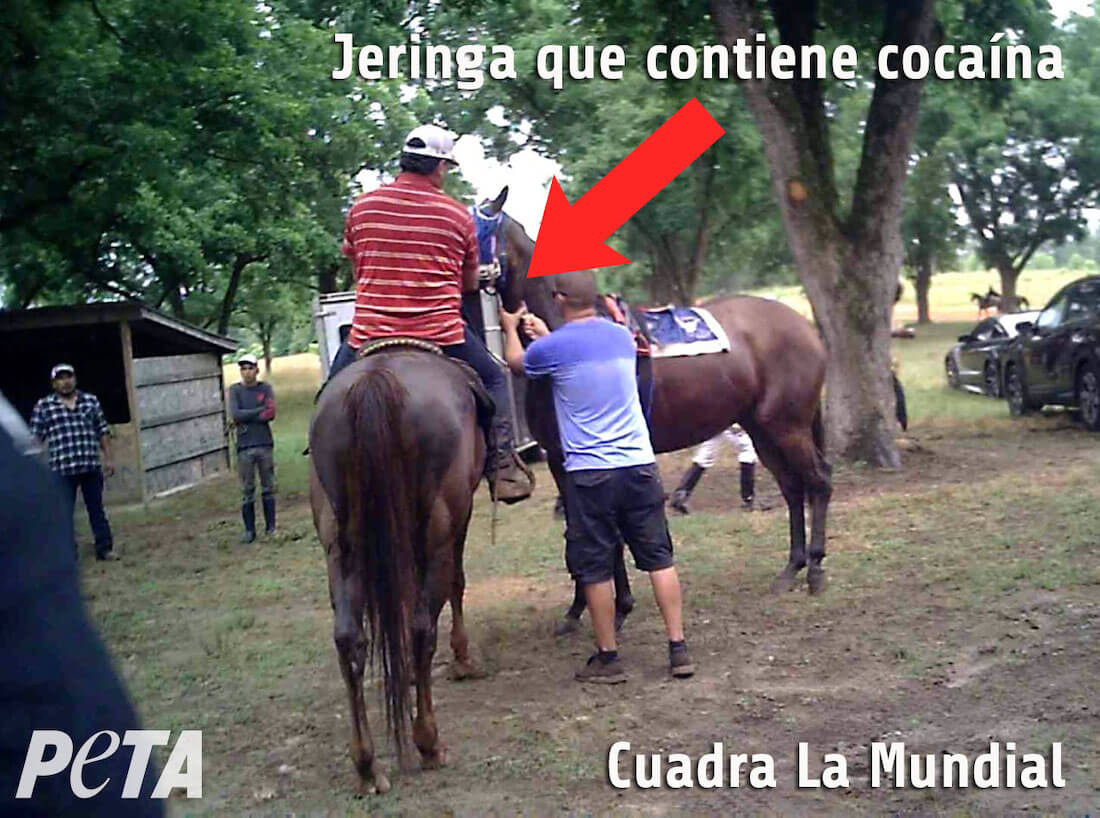 https://devinvestigaciones.petalatino.com/wp-content/uploads/2022/07/ENT-Horse-Doping-Cudra-La-Mundial-PO-VS.jpg