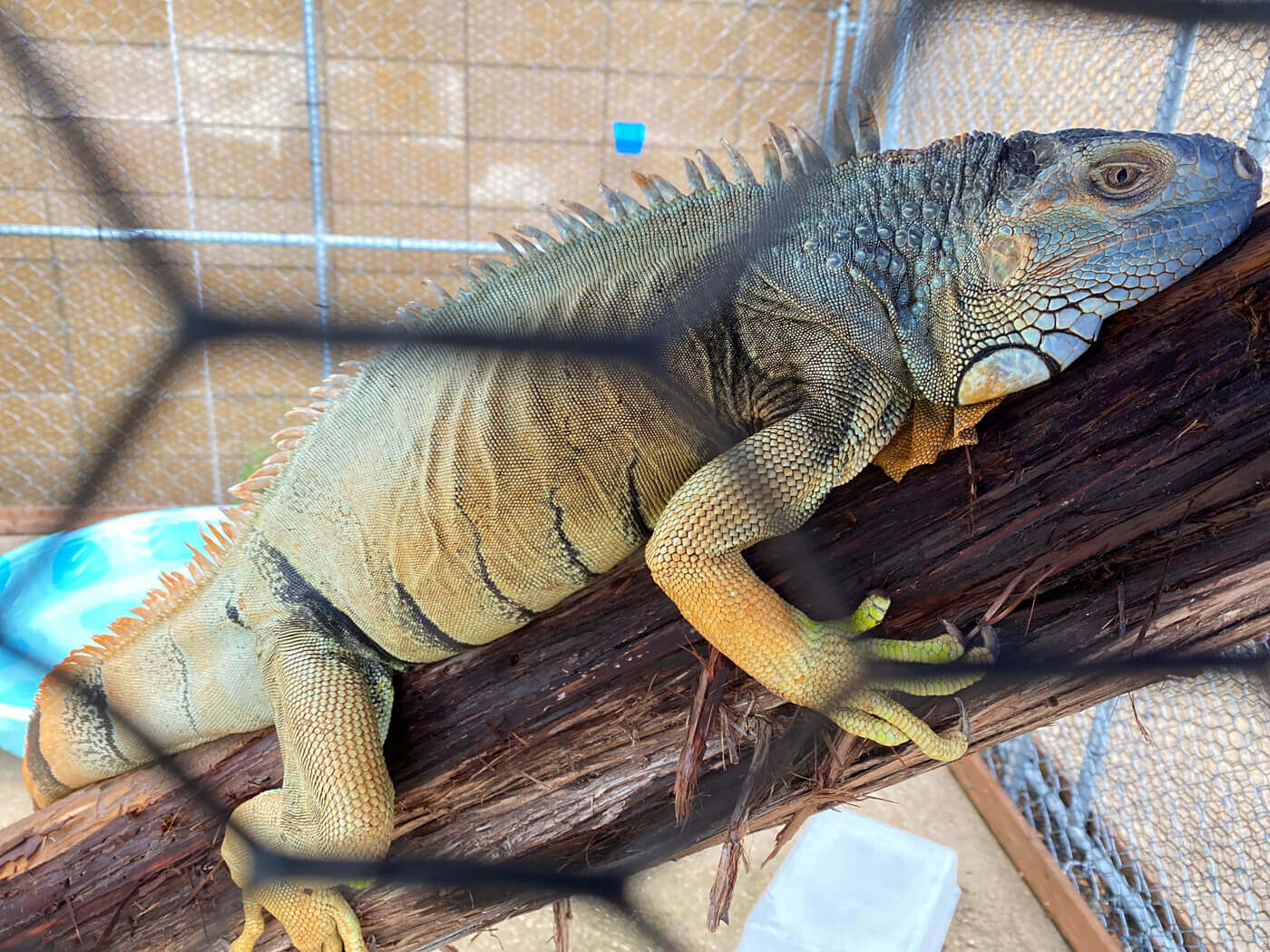 https://devinvestigaciones.petalatino.com/wp-content/uploads/2022/07/PETA-Investigation-Igor-Iguana-Left-Outside-Die.jpg