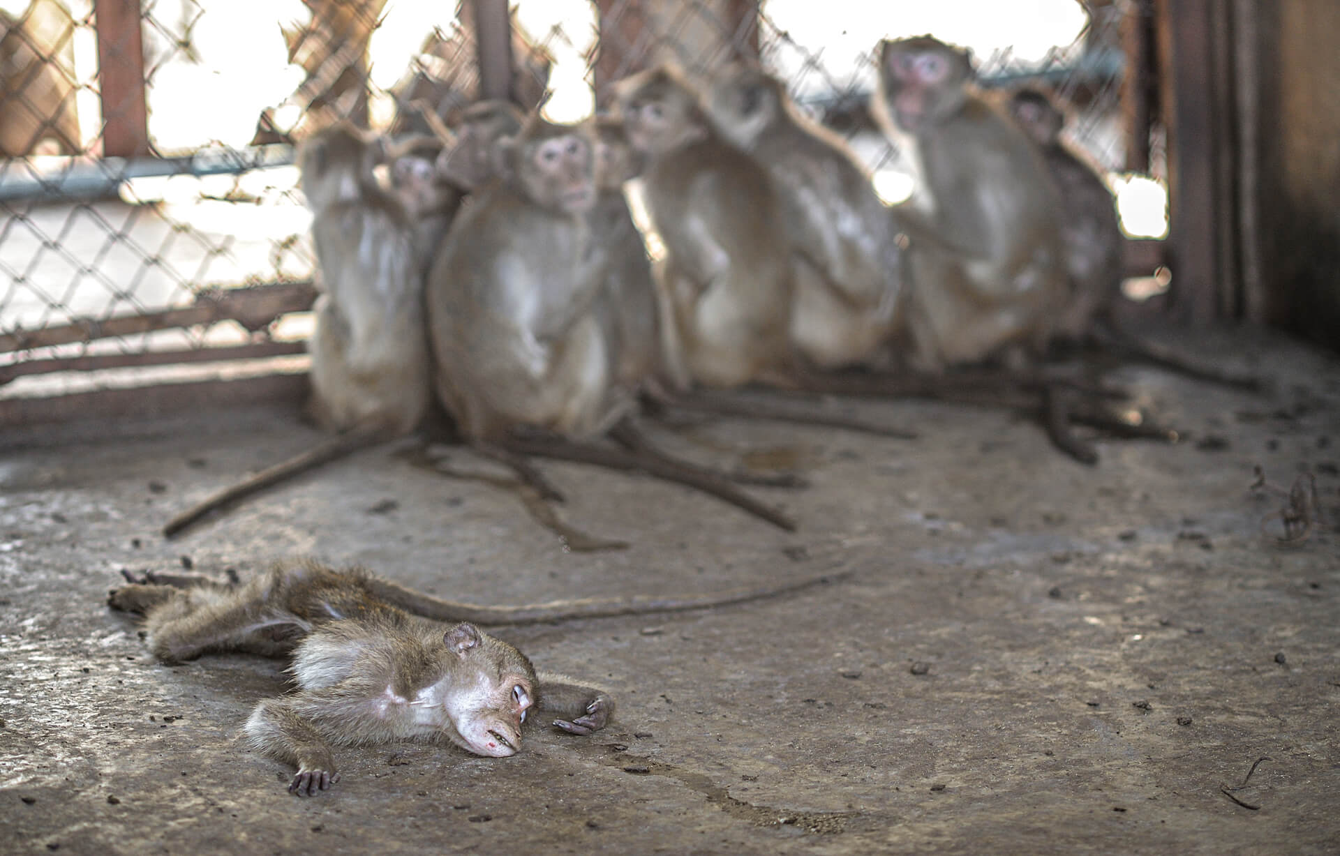 https://devinvestigaciones.petalatino.com/wp-content/uploads/2022/07/VIV-A-dead-macaque-at-macaque-breeding-facility-Jo-Anne-McArthur-We-Animals-Media-WAM10526-1.jpg