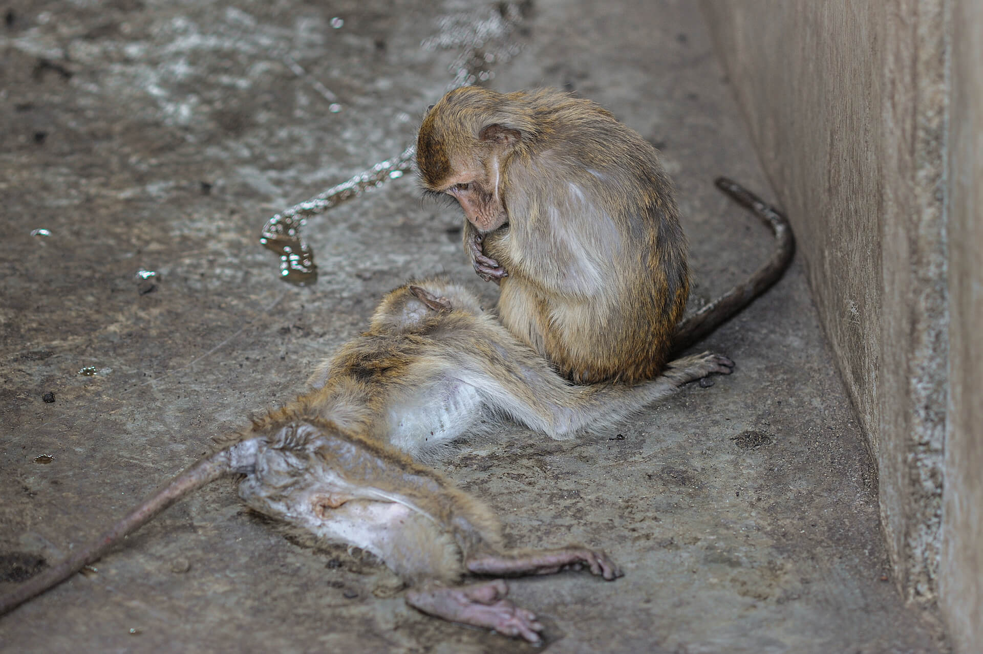 https://devinvestigaciones.petalatino.com/wp-content/uploads/2022/07/VIV-Monkey-A-dead-macaque-at-macaque-breeding-facility-Jo-Anne-McArthur-We-Animals-Media-WAM10528.jpg