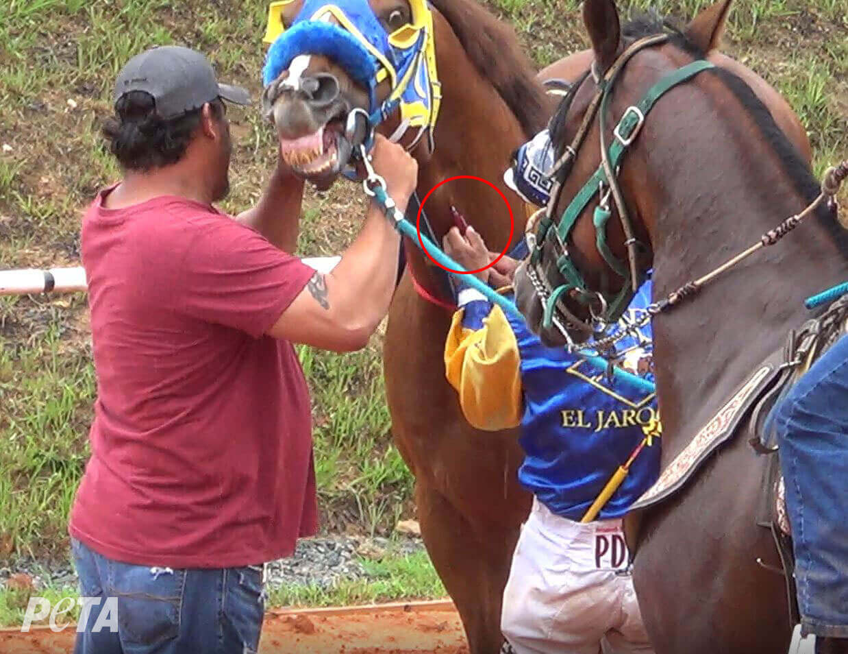 https://devinvestigaciones.petalatino.com/wp-content/uploads/2022/07/man-injecting-horse-neck.jpg