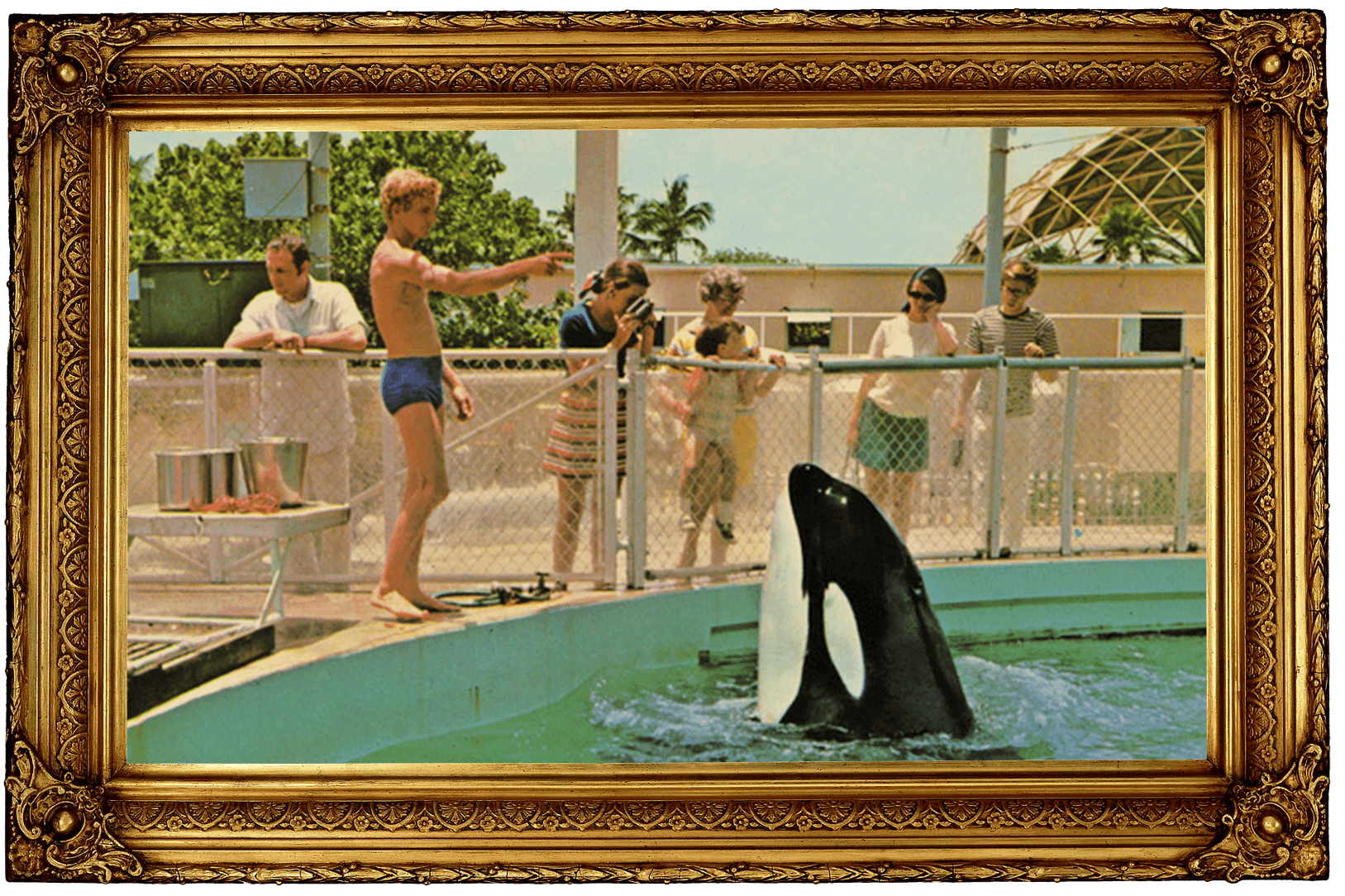 https://devinvestigaciones.petalatino.com/wp-content/uploads/2022/10/ENT-Hugo-Orca-Whale-Miami-Seaquarium-Edited-Frame-VS.png