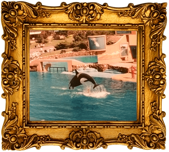 https://devinvestigaciones.petalatino.com/wp-content/uploads/2022/10/ENT-Shamu-SeaWorld-Gold-Frame-Pixabay-Edited-NC-VS.png