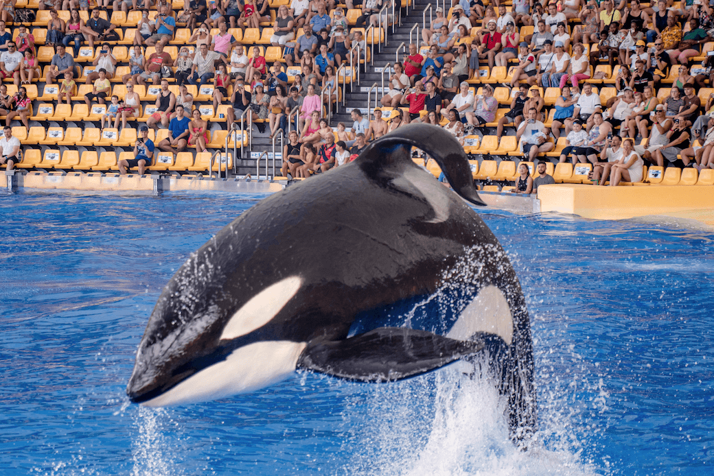 Una orca en Loro Parque.