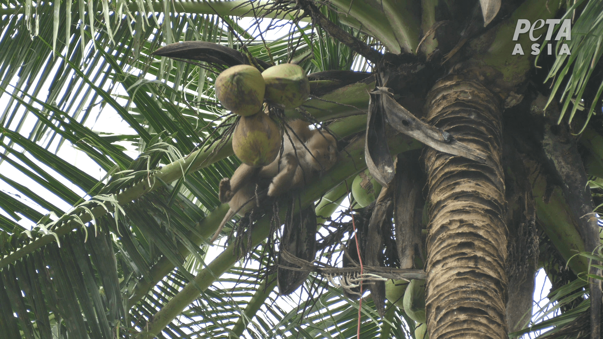 https://devinvestigaciones.petalatino.com/wp-content/uploads/2022/10/VEG-Thai-Coconut-Industry-Monkey-Monkey-picking-coconuts-2.png