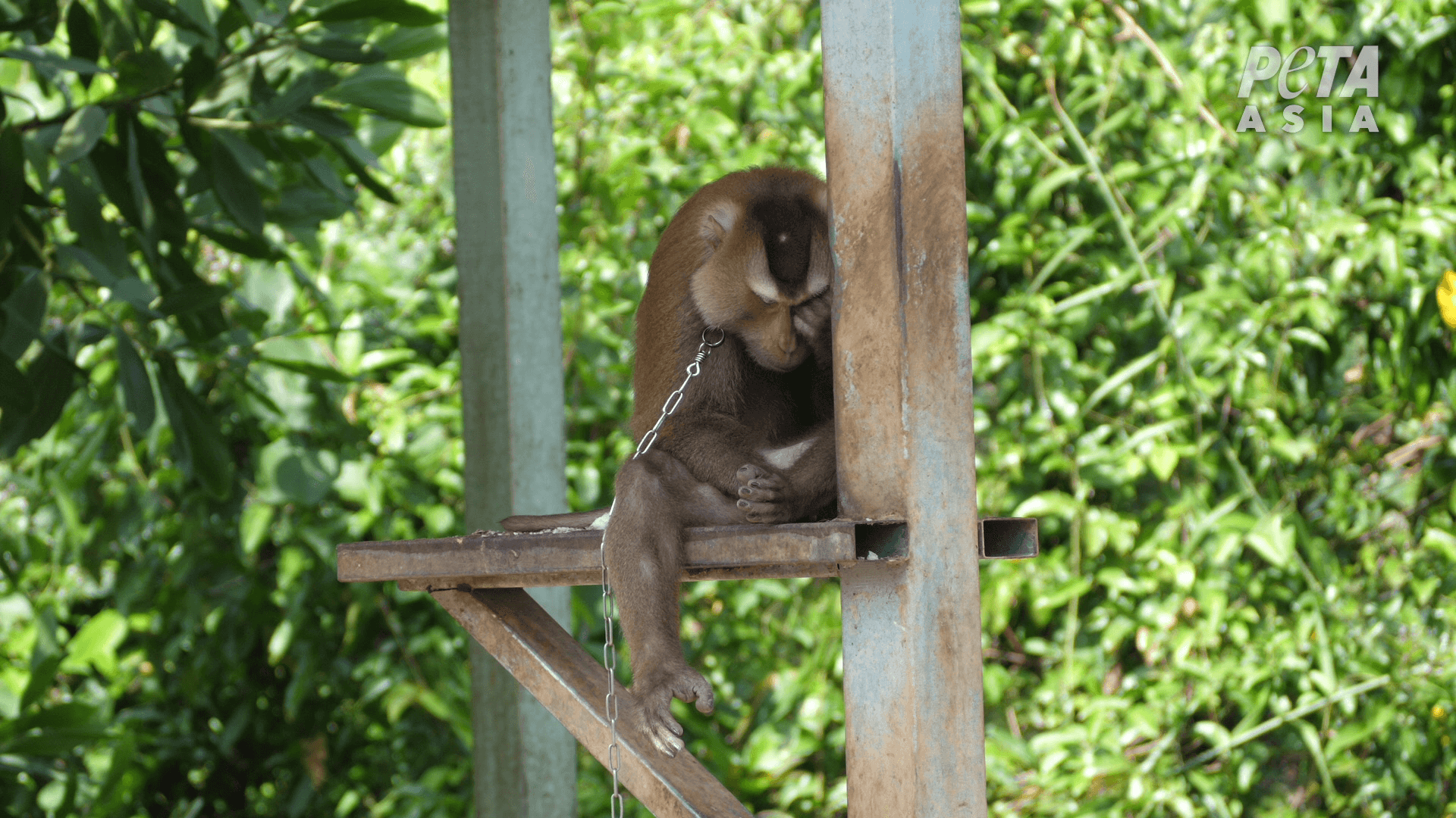 https://devinvestigaciones.petalatino.com/wp-content/uploads/2022/10/VEG-Thai-Coconut-Industry-Monkey-Monkeys-chained-3.png