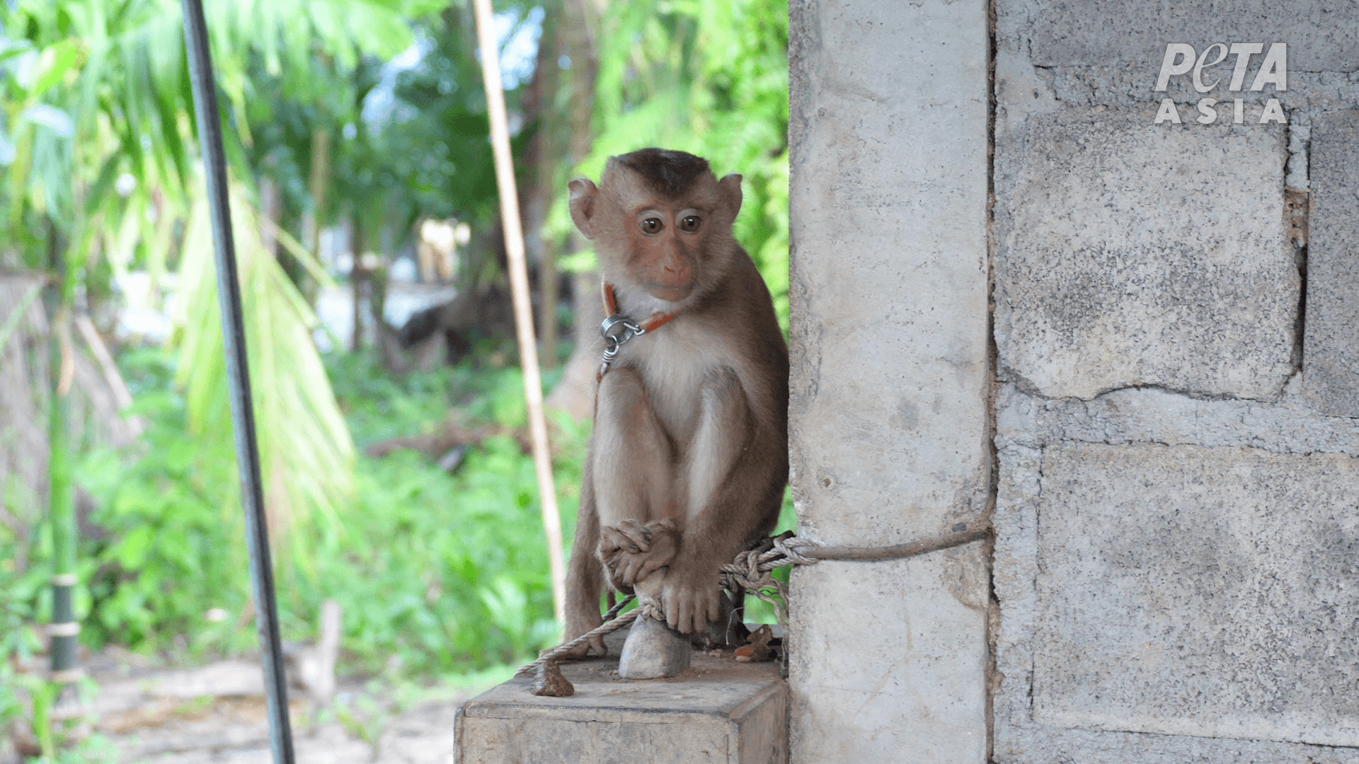 https://devinvestigaciones.petalatino.com/wp-content/uploads/2022/10/VEG-Thai-Coconut-Industry-Monkey-Monkeys-chained-5.png