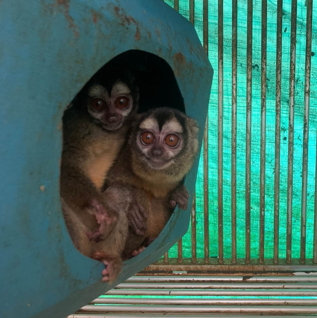 https://devinvestigaciones.petalatino.com/wp-content/uploads/2022/11/VIV-Colombia-Fundacion-Centro-de-Primates-FUCEP-Aotus-monkeys-in-a-nest-cage-is-soiled-with-feces-PO-VS.jpg