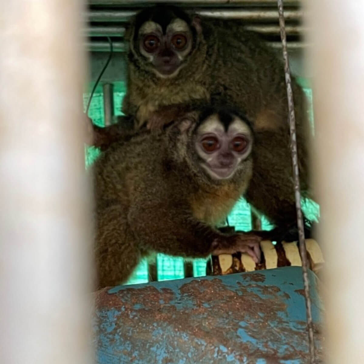 https://devinvestigaciones.petalatino.com/wp-content/uploads/2022/11/VIV-Colombia-Fundacion-Centro-de-Primates-FUCEP-Aotus-monkeys-on-a-soiled-corrugated-pipe-nest-beside-another-feces-caked-nests-PO-VS-e1669239834946.jpg