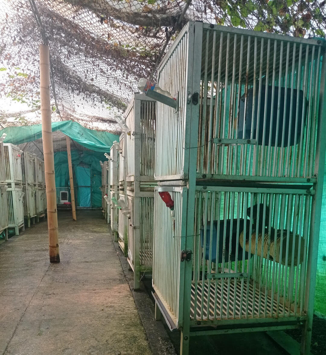 https://devinvestigaciones.petalatino.com/wp-content/uploads/2022/11/VIV-Colombian-Fundacion-Centro-de-Primates-FUCEP-Dirty-cages-on-a-concrete-floor-covered-with-black-and-green-mold-monkeys-PO-VS-e1669239310314.jpg