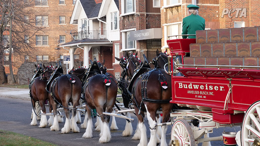 https://devinvestigaciones.petalatino.com/wp-content/uploads/2023/02/ENT-Budweiser-Clydesdales-Horses-Parade-NC-PO.jpg