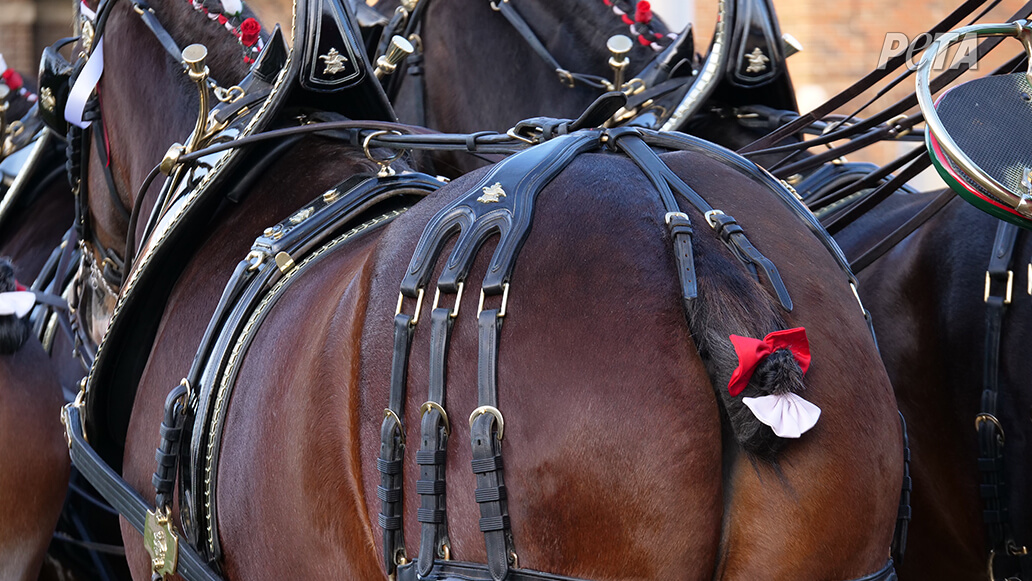 Budweiser Clydesdales parade. The horses are pulling a wagon and have amputated tails.