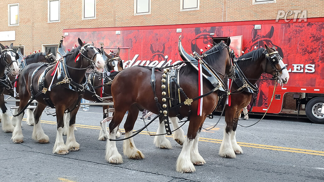 https://devinvestigaciones.petalatino.com/wp-content/uploads/2023/02/ENT-Budweiser-Clydesdales-Horses-parade-in-Annapolis-Maryland-2-NC-PO.jpg