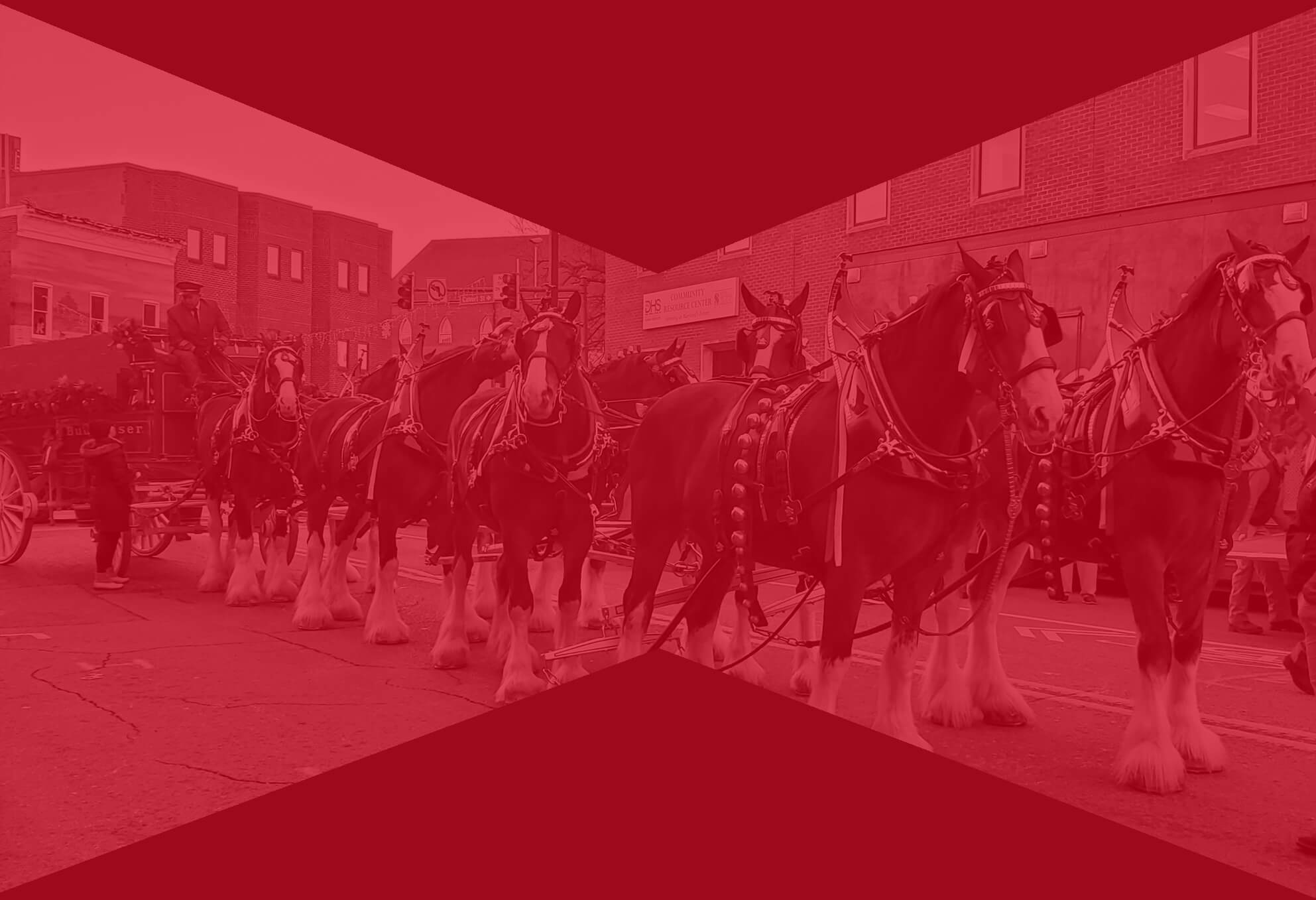 Budweiser Clydesdales parade. The horses are pulling a wagon and have amputated tails.