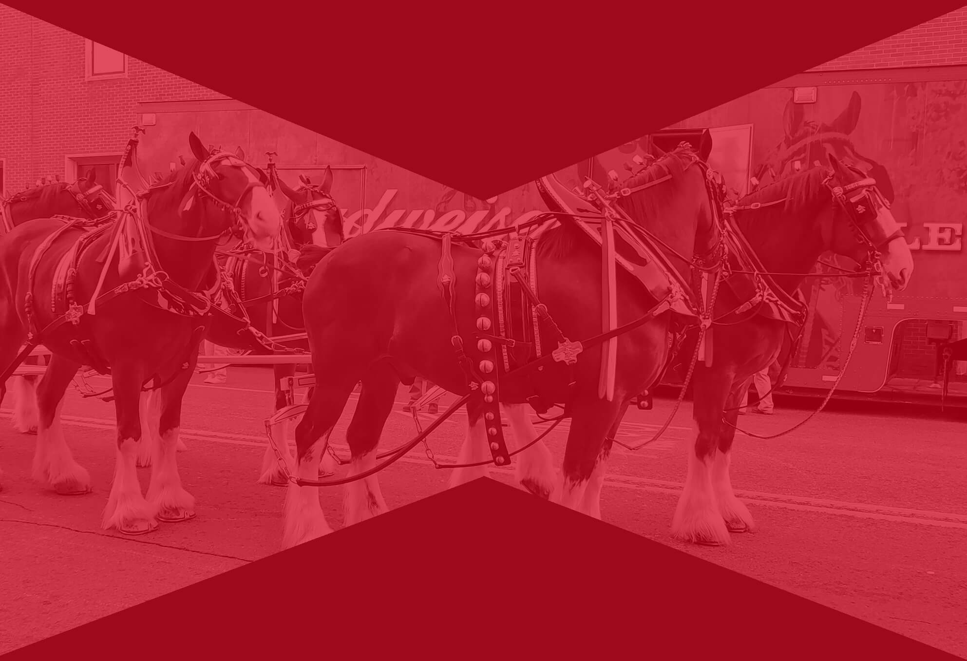 Budweiser Clydesdales parade. The horses are pulling a wagon and have amputated tails.