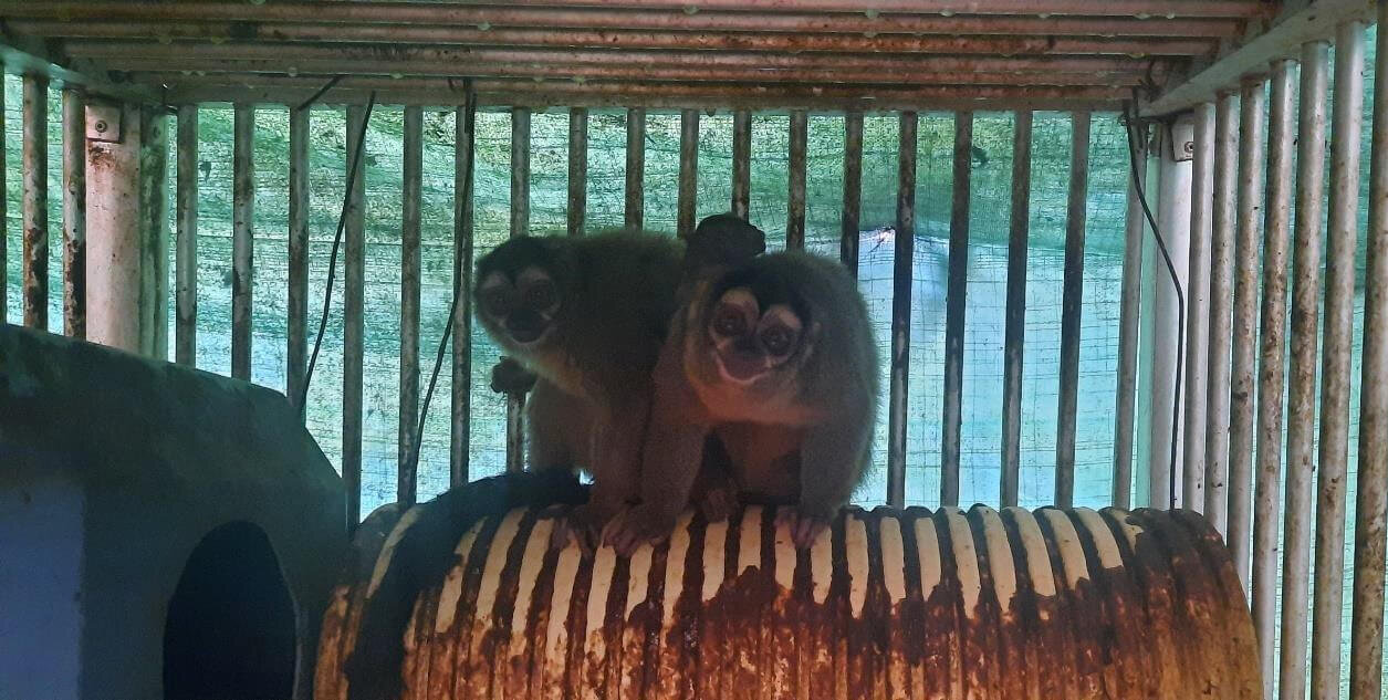 https://devinvestigaciones.petalatino.com/wp-content/uploads/2023/03/VIV-Colombia-Fundacion-Centro-de-Primates-FUCEP-Aotus-monkeys-on-top-of-a-corrugated-pipe-nest-covered-with-feces-public-records-request-VS-e1669239158458.jpg